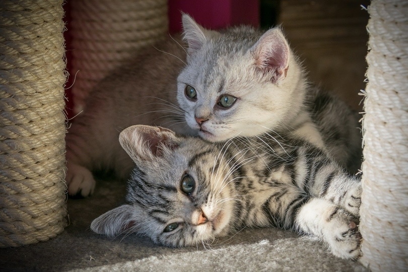 Kittens cuddling together