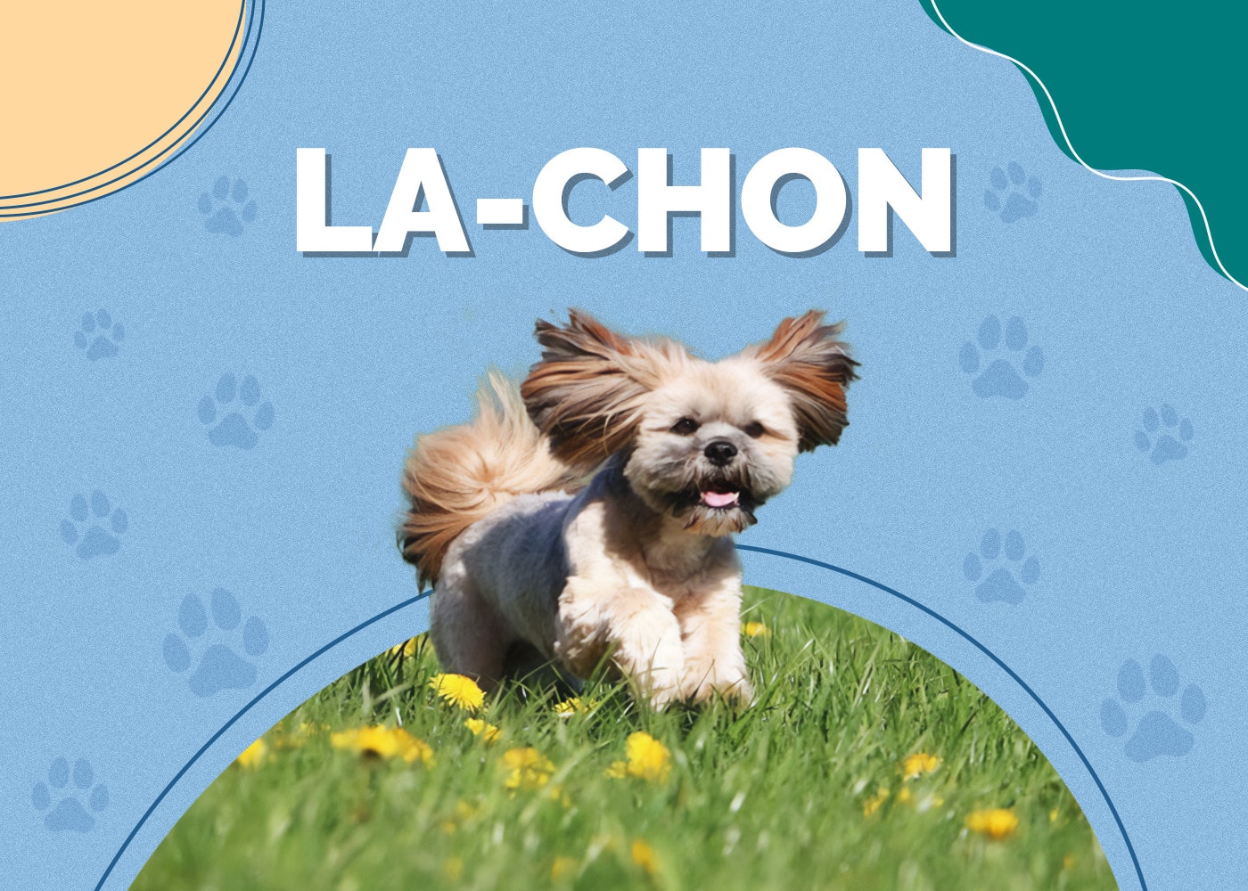 La-Chon (Bichon Frise & Lhasa Apso Mix)
