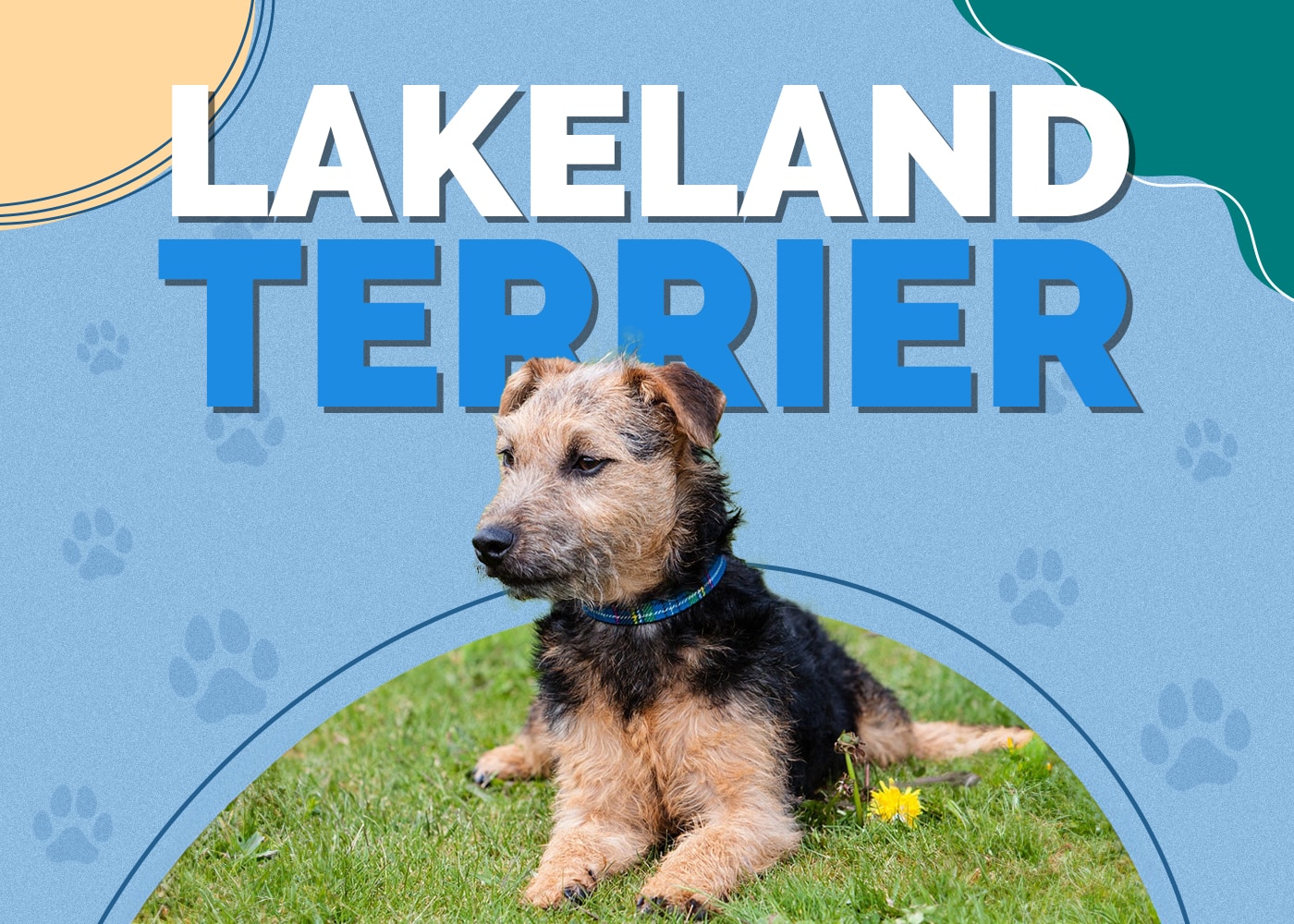 Lakeland Terrier Dog