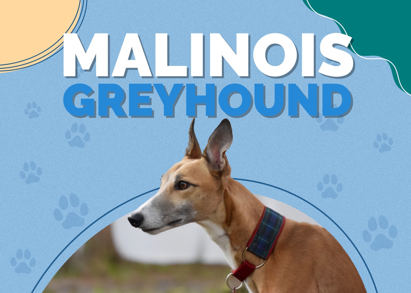 Malinois Greyhound (Belgian Malinois & Greyhound Mix)