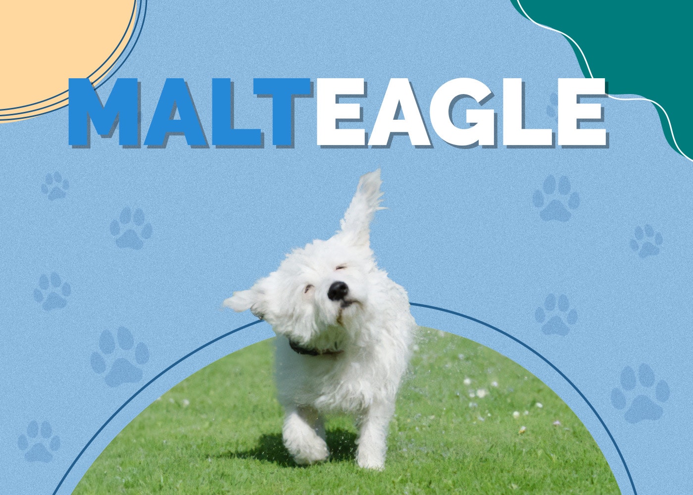 Malteagle (Beagle & Maltese Mix)