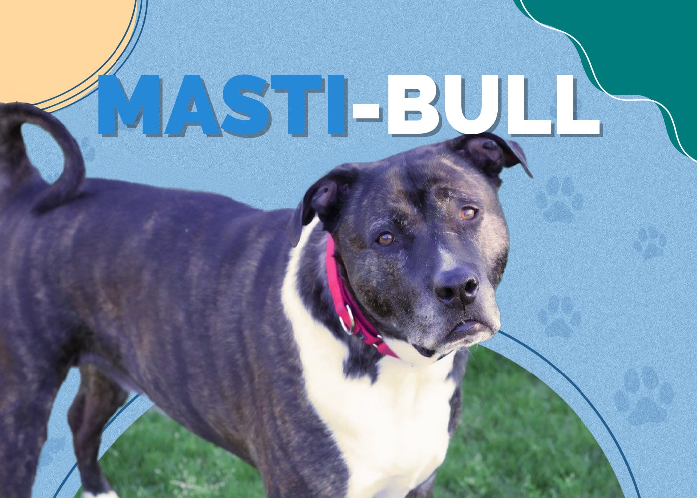 Masti-Bull (American Bulldog & Mastiff Mix)