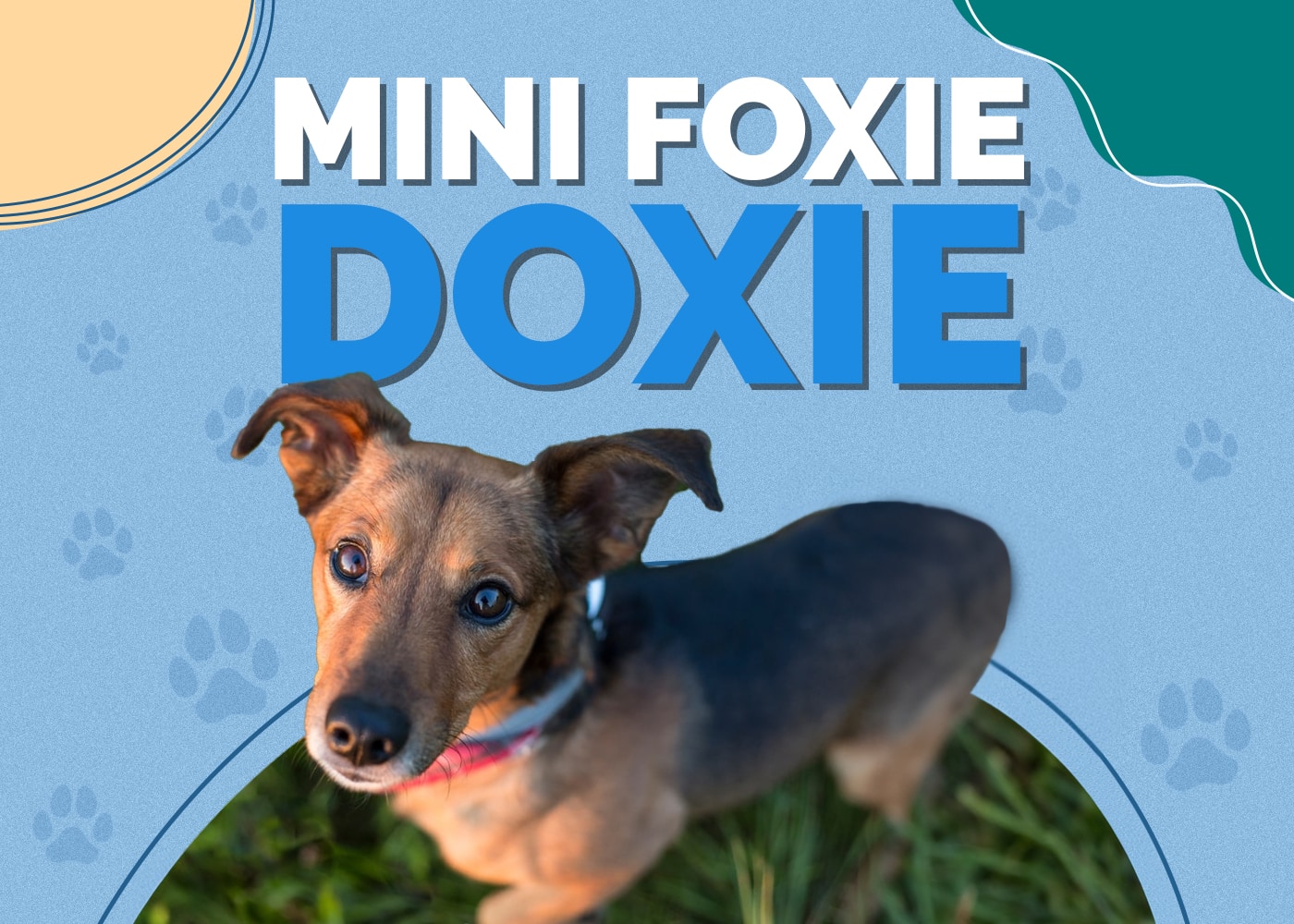 Mini Foxie Doxie (Mini Fox Terrier & Dachshund Mix)