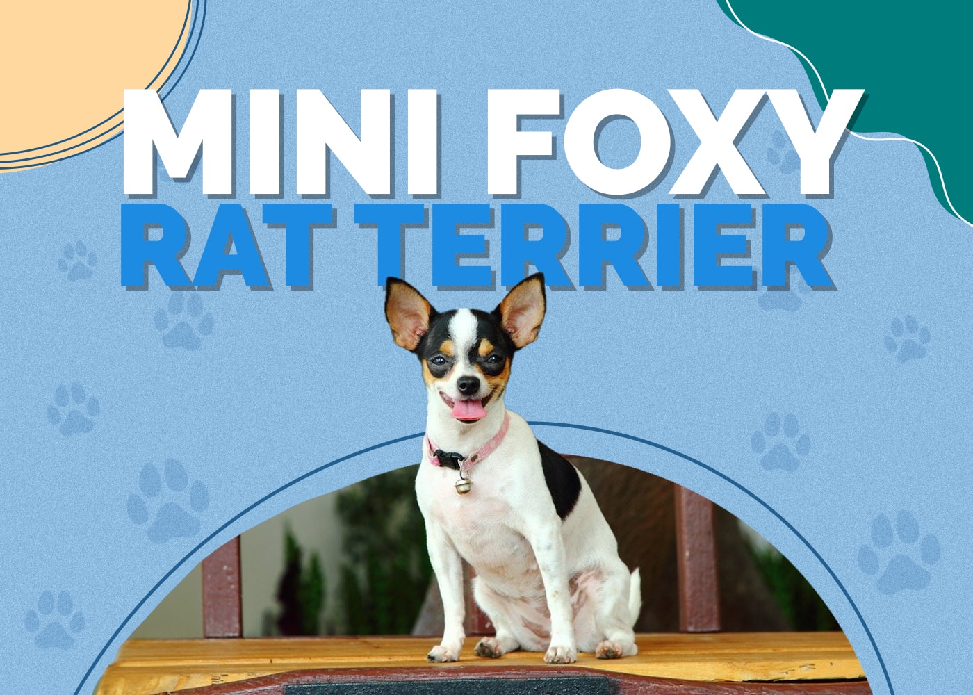 Mini Foxy Rat Terrier (American Rat Terrier & Mini Fox Terrier Mix