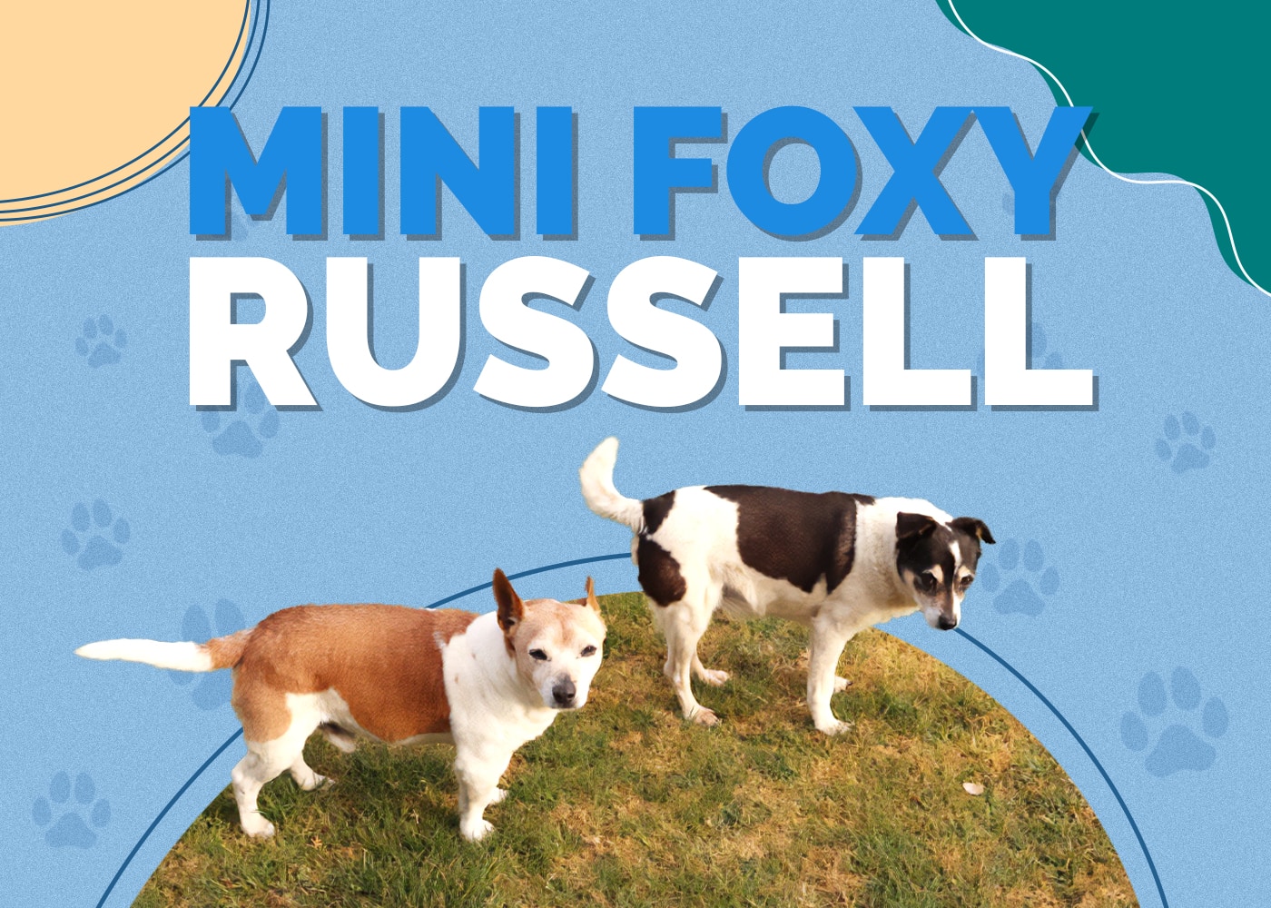 Mini Foxy Russell (Mini Fox Terrier & Jack Russell Terrier Mix)