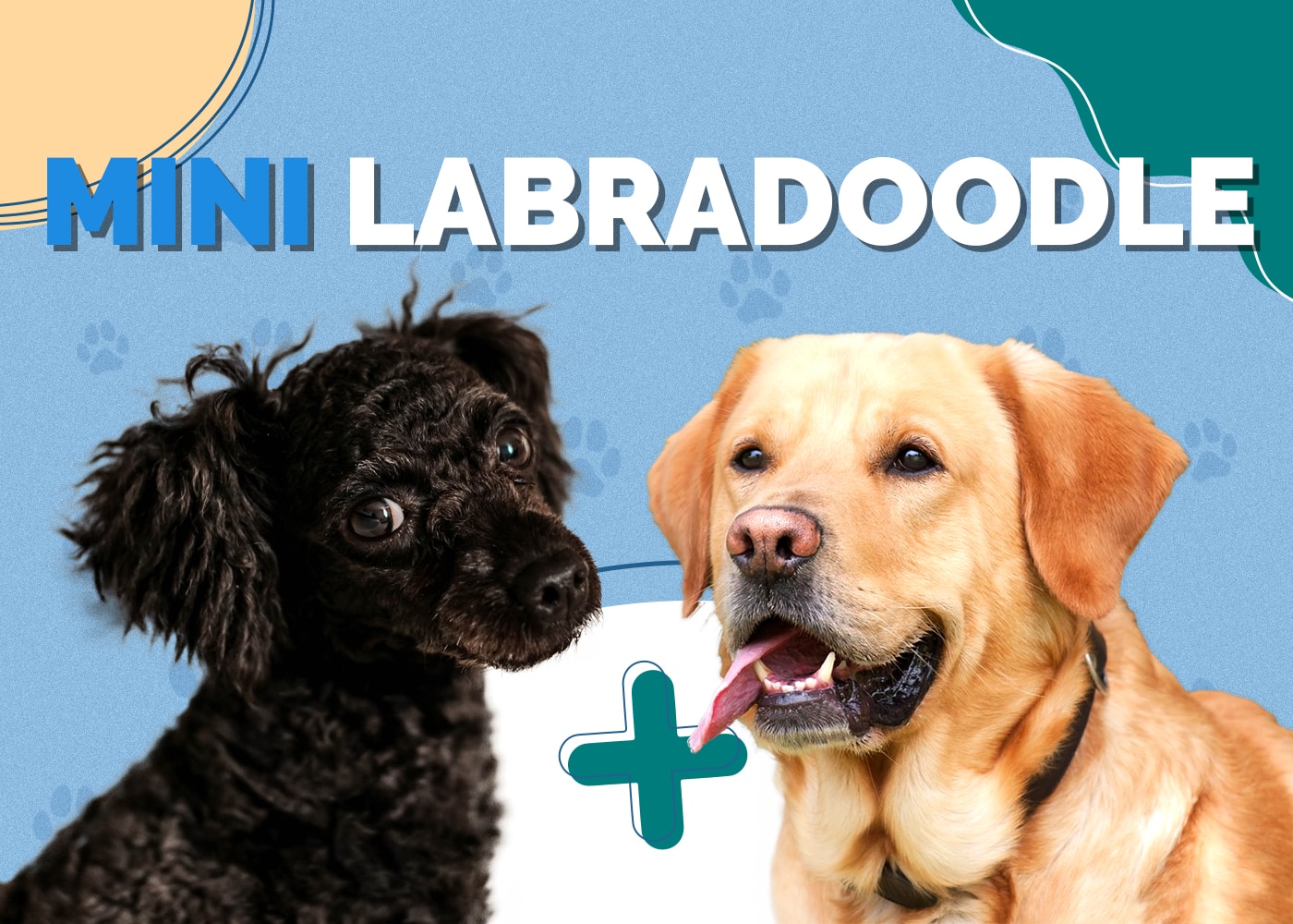 Mini Labradoodle (Toy Poodle & Labrador Retriever Mix)