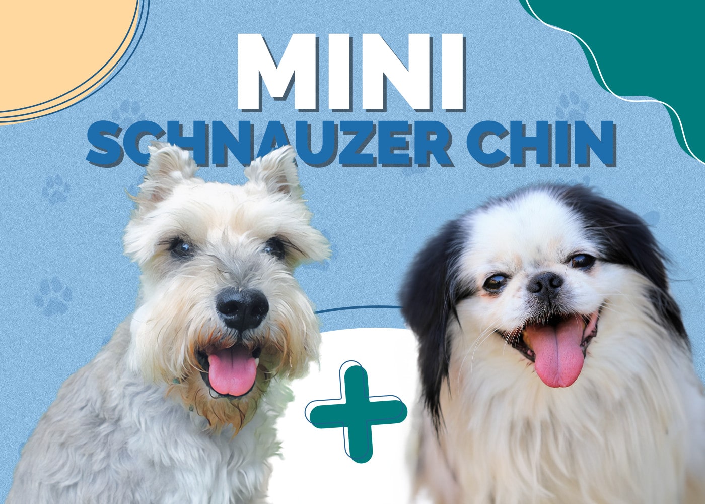 Mini Schnauzer Chin (Miniature Schnauzer & Japanese Chin Mix)