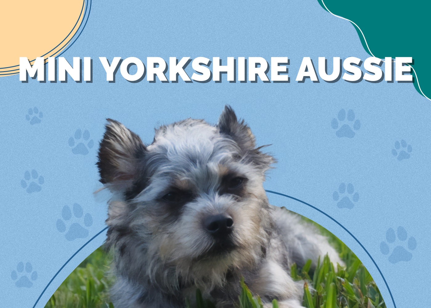 Mini Yorkshire Aussie (Yorkshire Terrier & Australian Shepherd Mix)