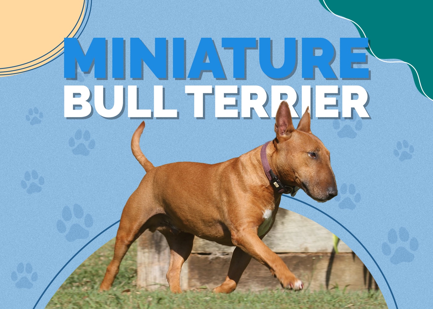 Miniature Bull Terrier Dog