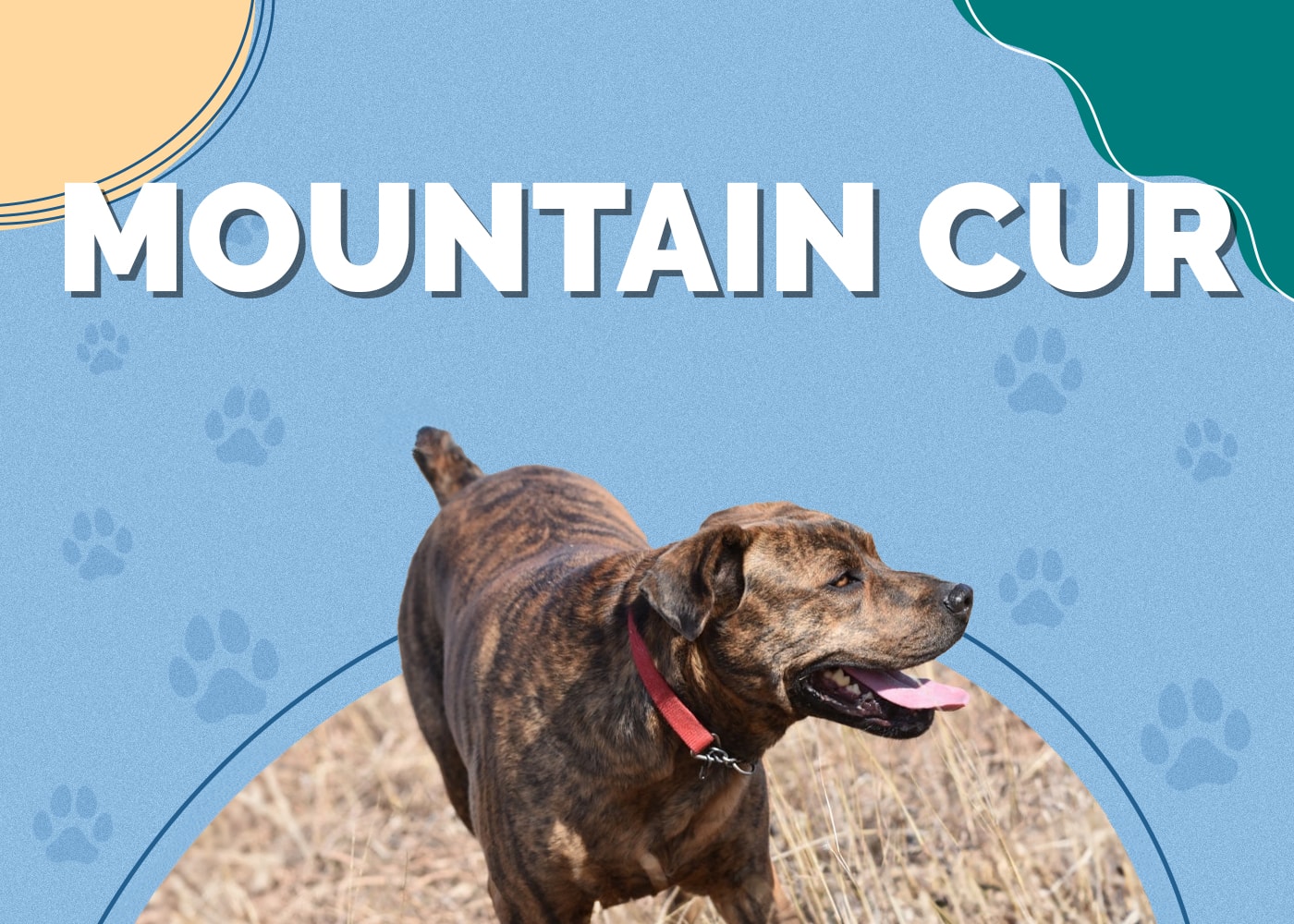 Mountain Cur Dog