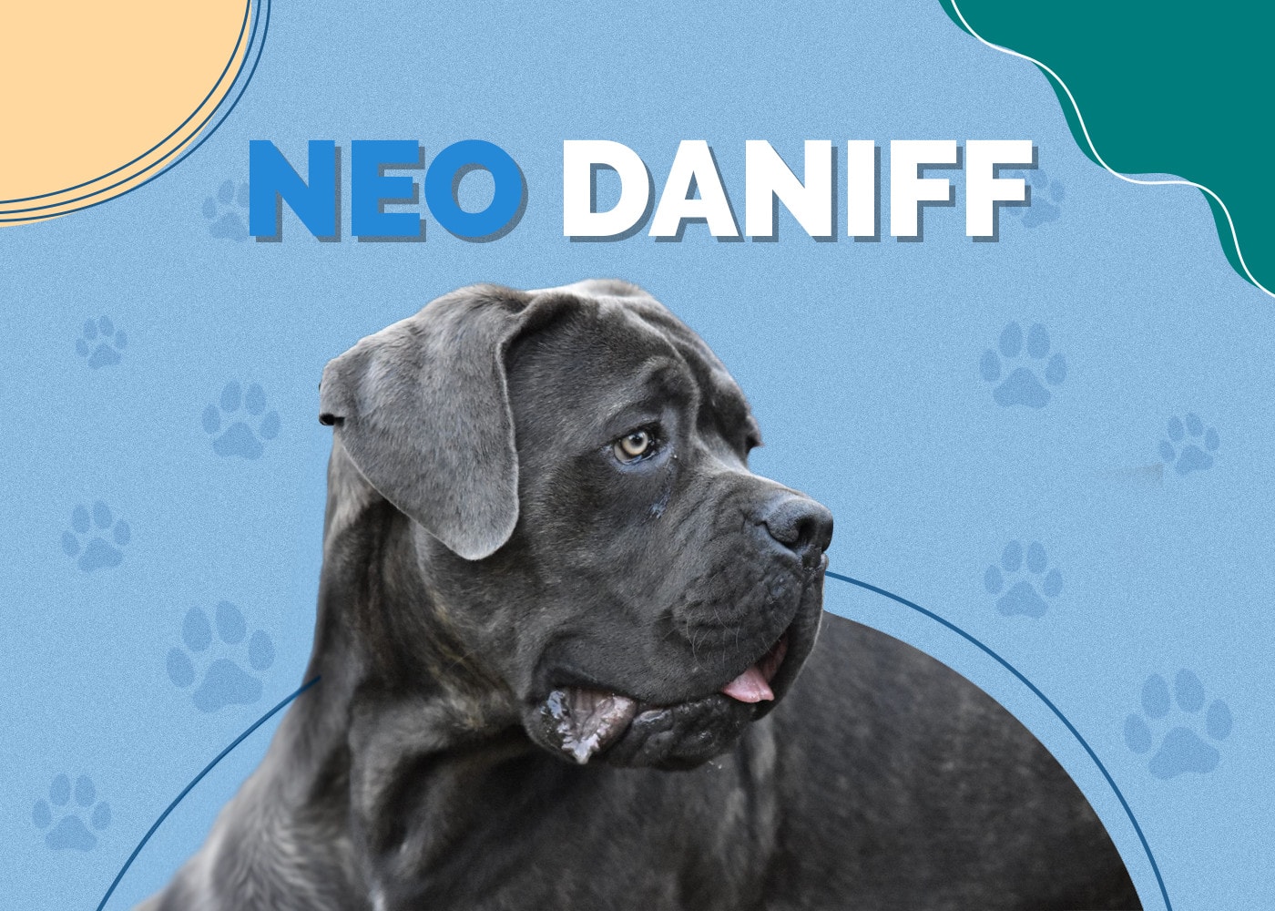 Neo Daniff (Neapolitan Mastiff & Great Dane Mix)