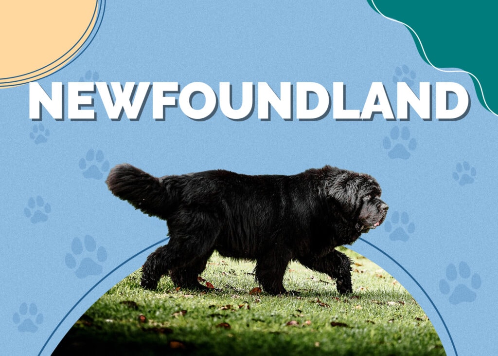 Newfoundland