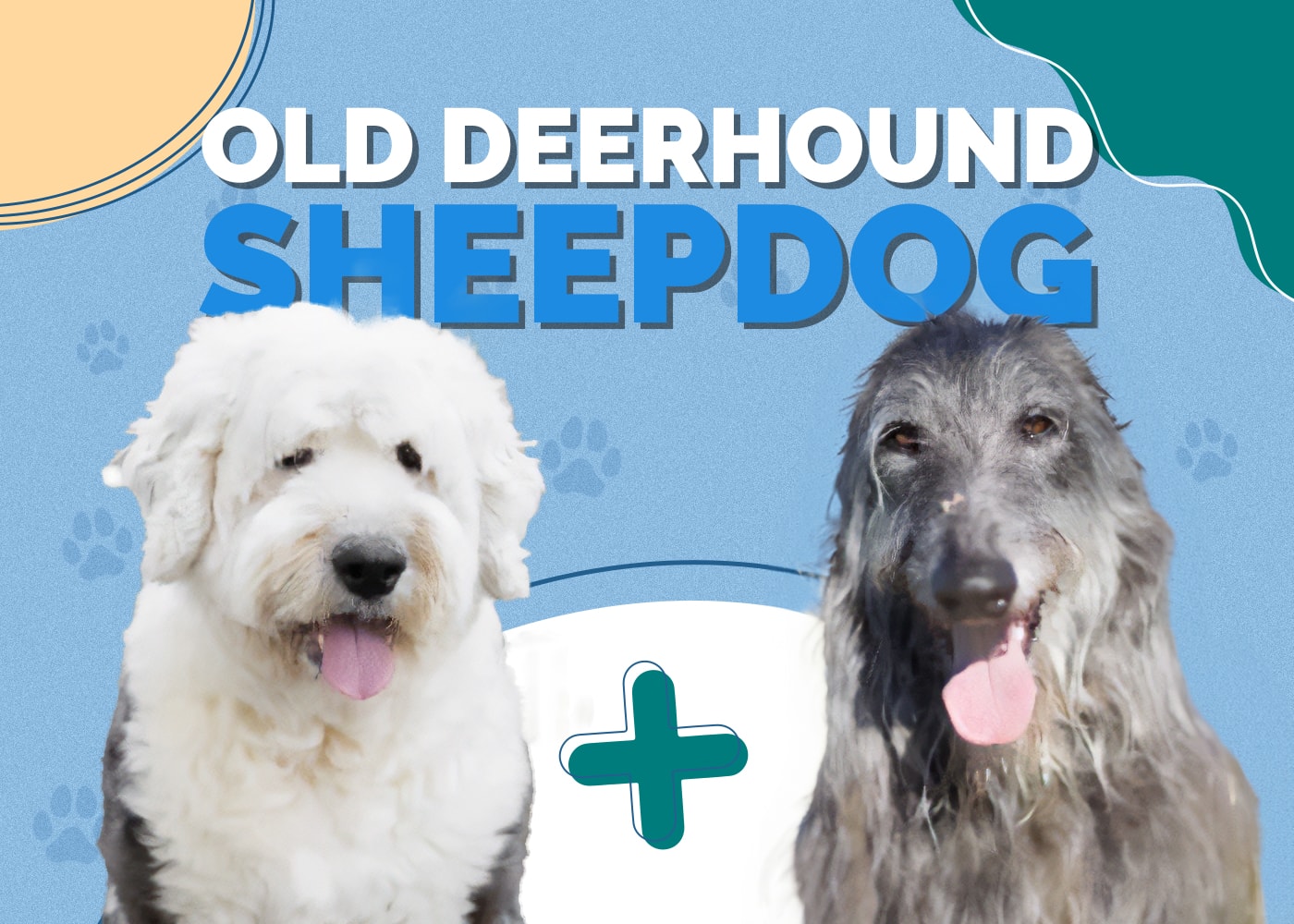 Old Deerhound Sheepdog