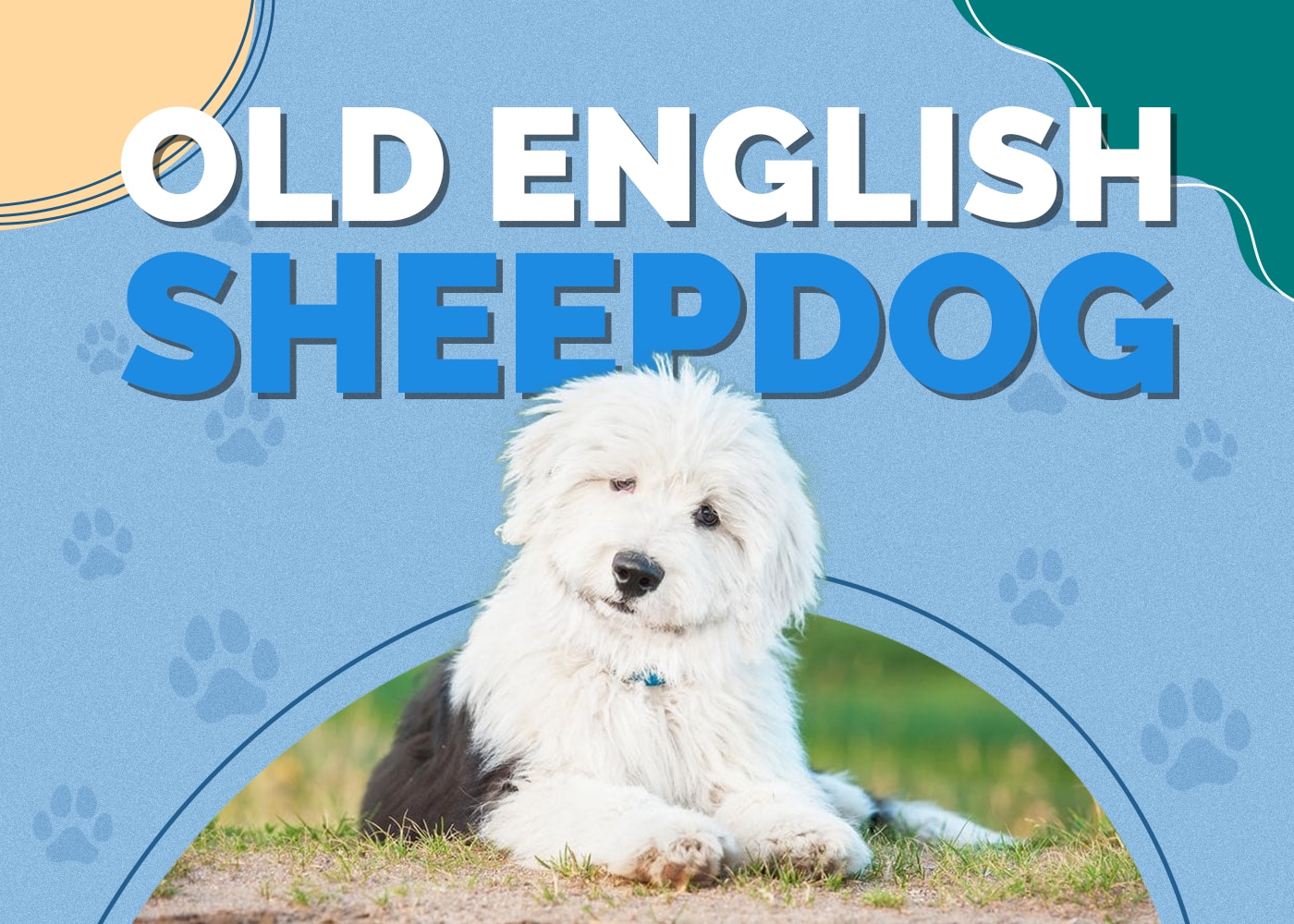 Old English Sheepdog