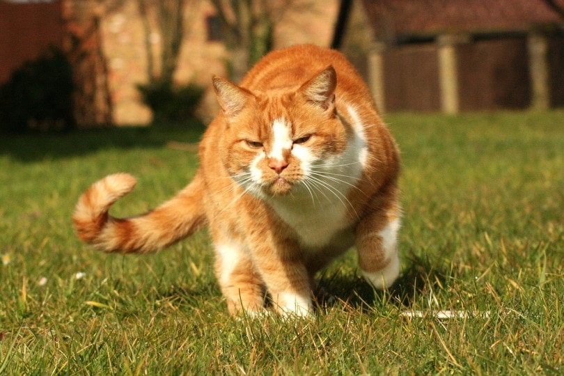 Orange cat looking serious