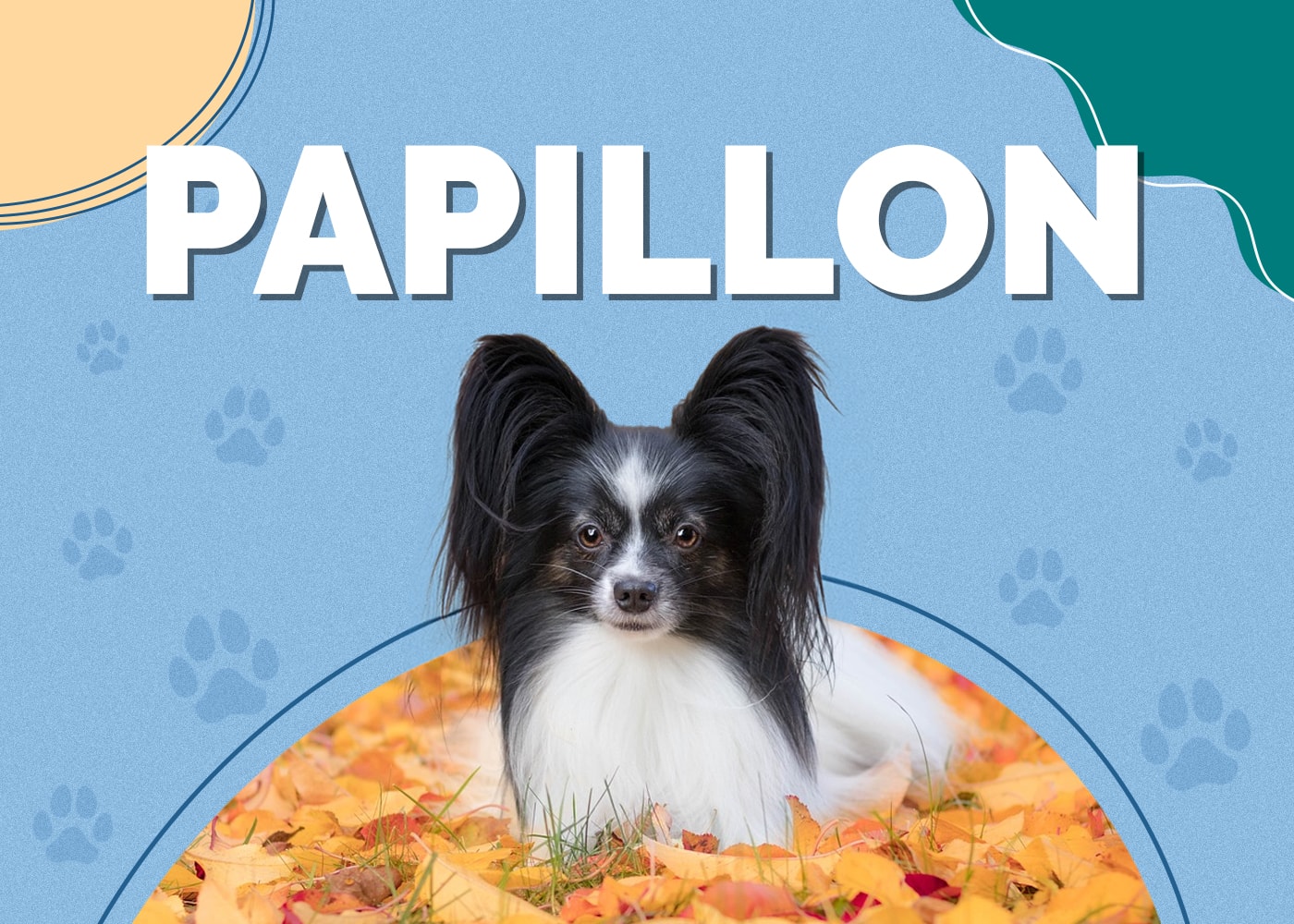 Papillon