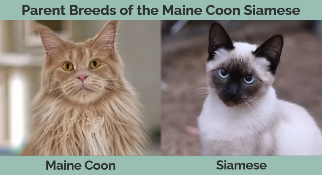 Parent breeds of the Maine Coon Siamese