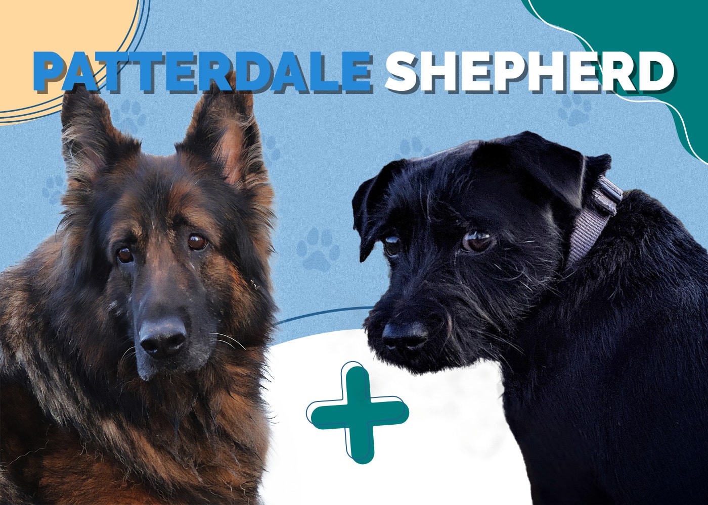 Patterdale Shepherd (Patterdale Terrier & German Shepherd Mix)