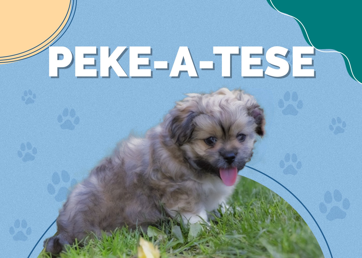 Peke-A-Tese (Maltese & Pekingese Mix)