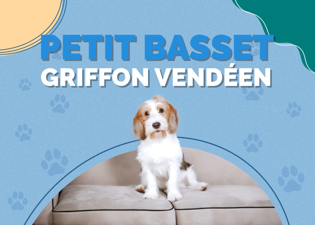 Petit Basset Griffon Vendéen
