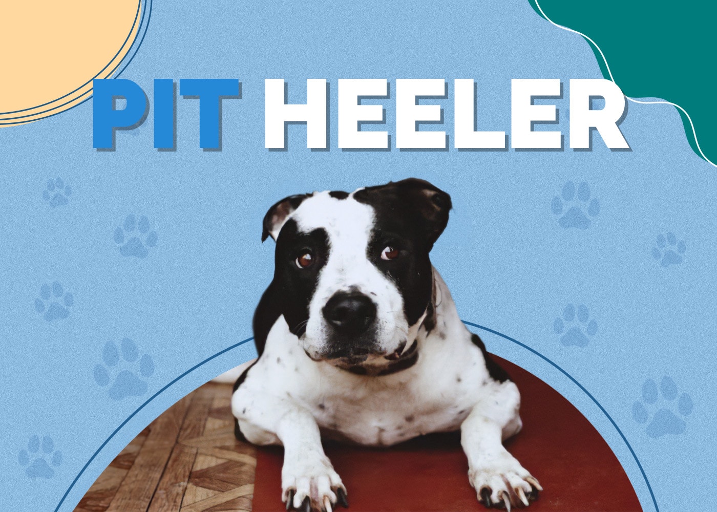 Pit Heeler (American Pitbull Terrier & Blue Heeler Mix)