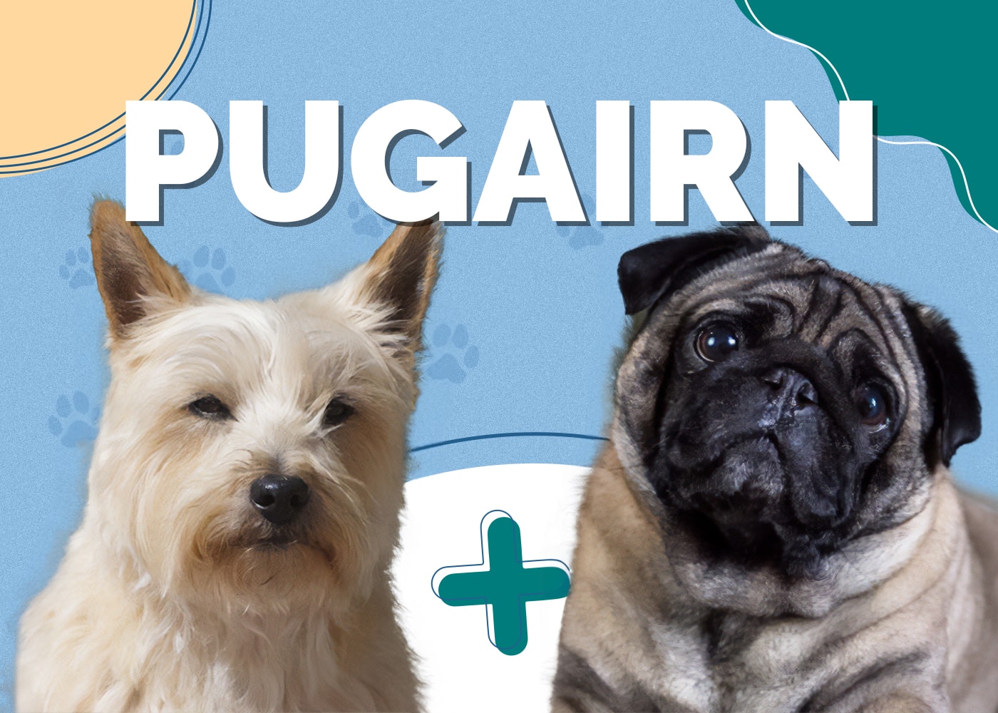 Pugairn (Cairn Terrier & Pug Mix)