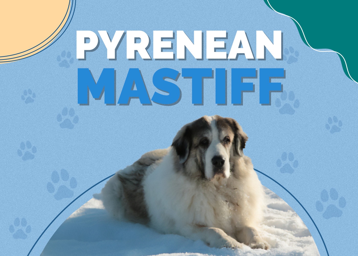 Pyrenean Mastiff Dog