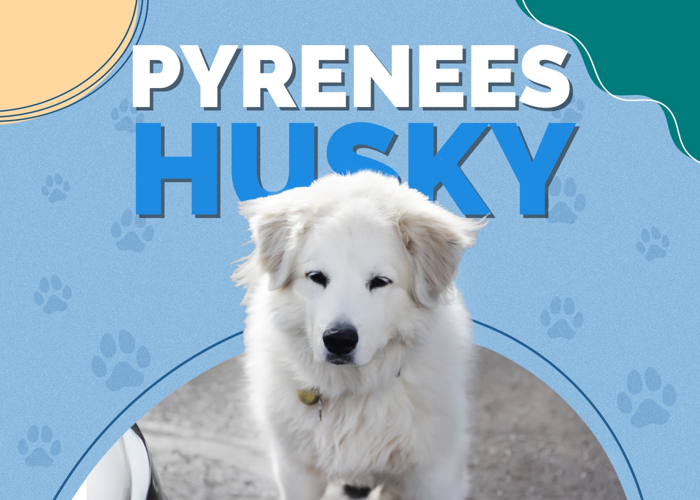 Pyrenees Husky (Great Pyrenees & Husky Mix)