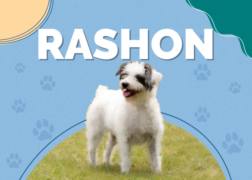 Rashon (Rat Terrier & Bichon Frise Mix)