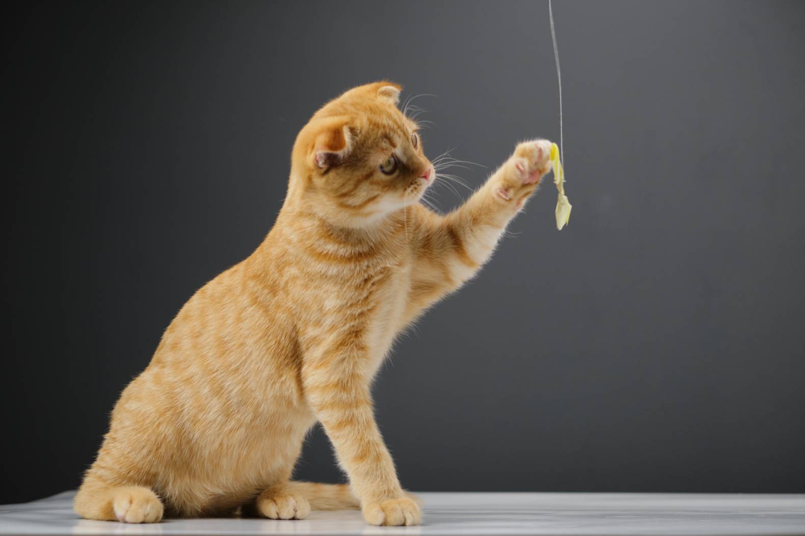 Red-Cat-playing-with-a-bow-on-a-string