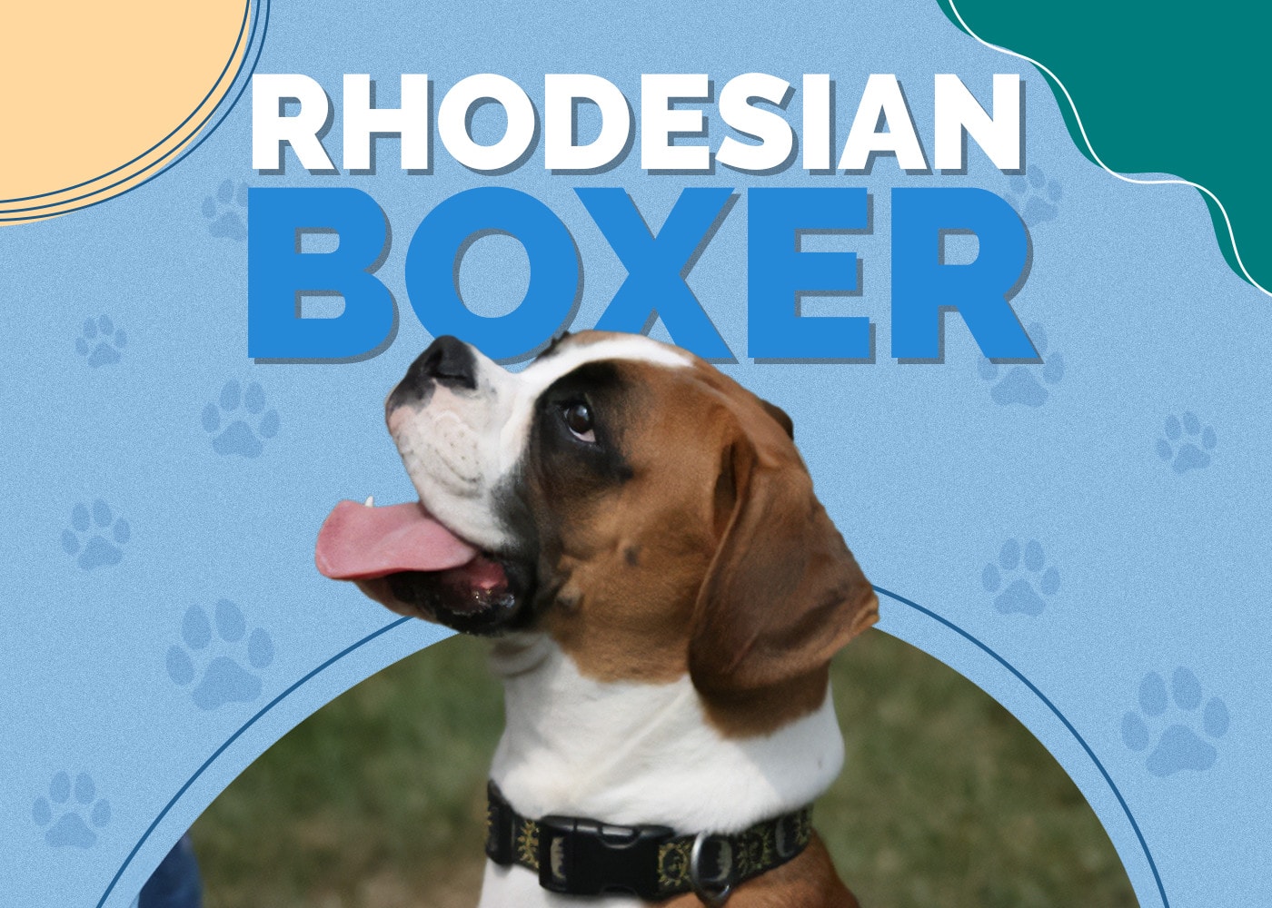 Rhodesian Boxer (Rhodesian Ridgeback & Boxer Mix)