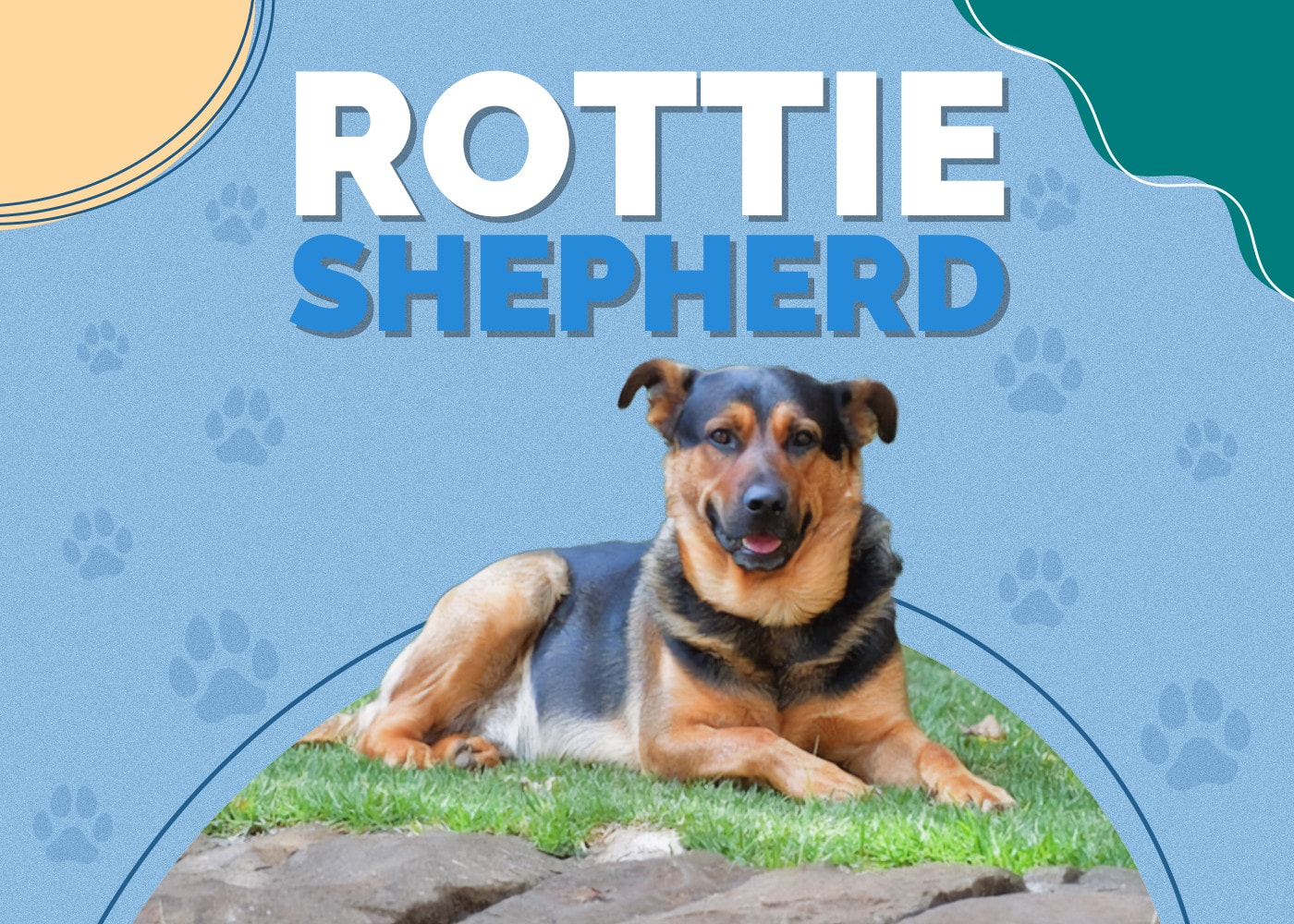 Rottie Shepherd