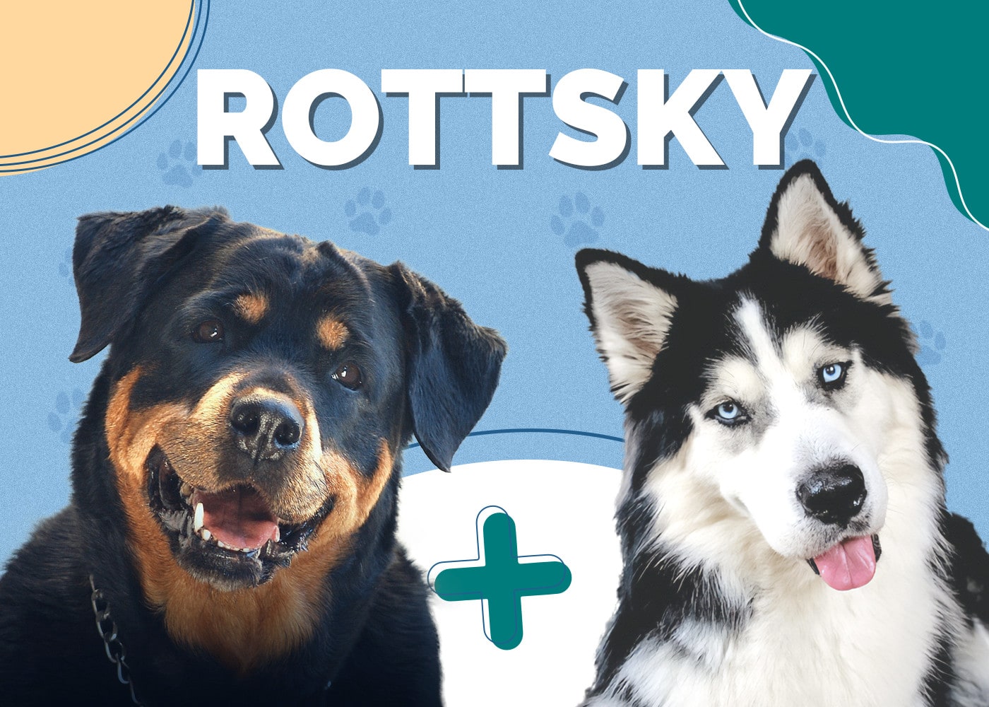 Rottsky (Rottweiler & Siberian Husky Mix)