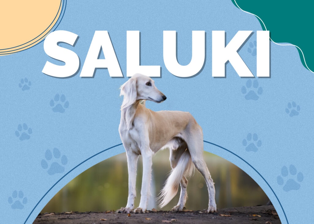 Saluki Dog