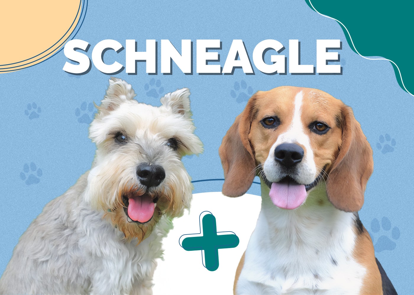 Schneagle (Miniature Schnauzer & Beagle Mix)