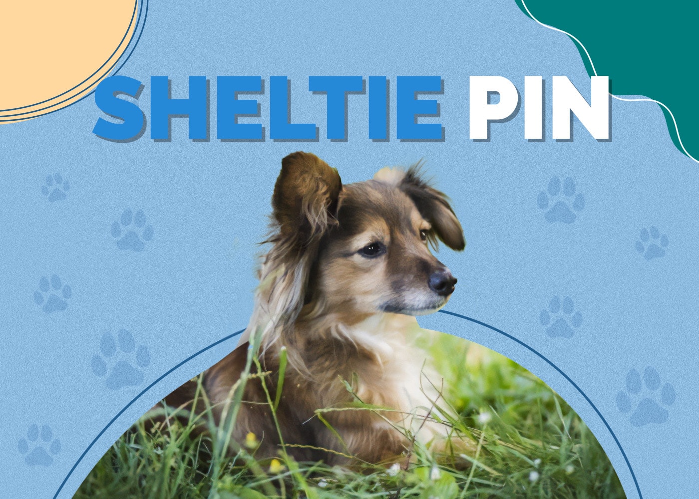 Sheltie Pin (Shetland Sheepdog & Miniature Pinscher Mix)