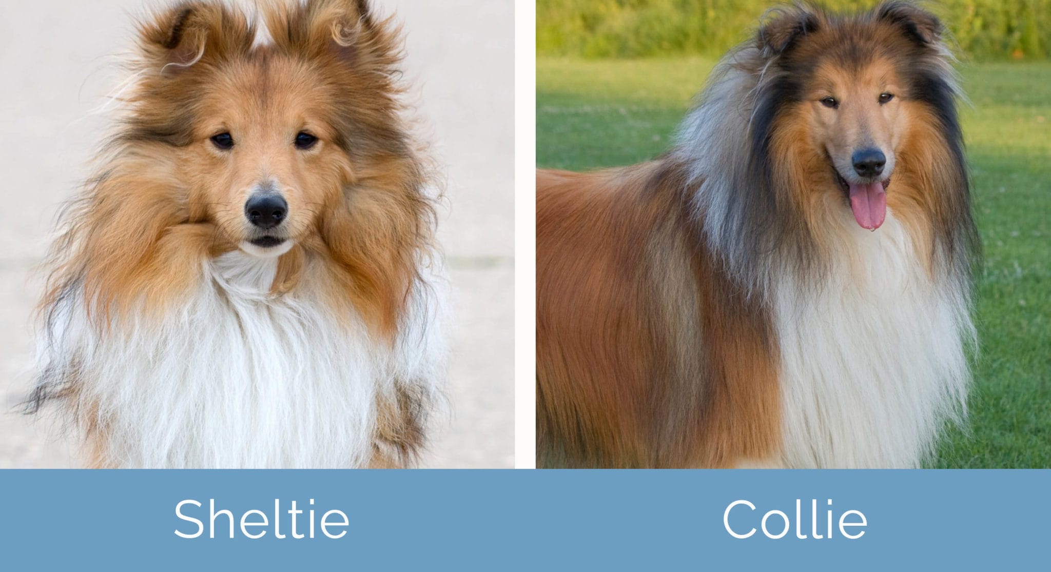 Sheltie vs. Collie Notable Differences (With Pictures) Hepper