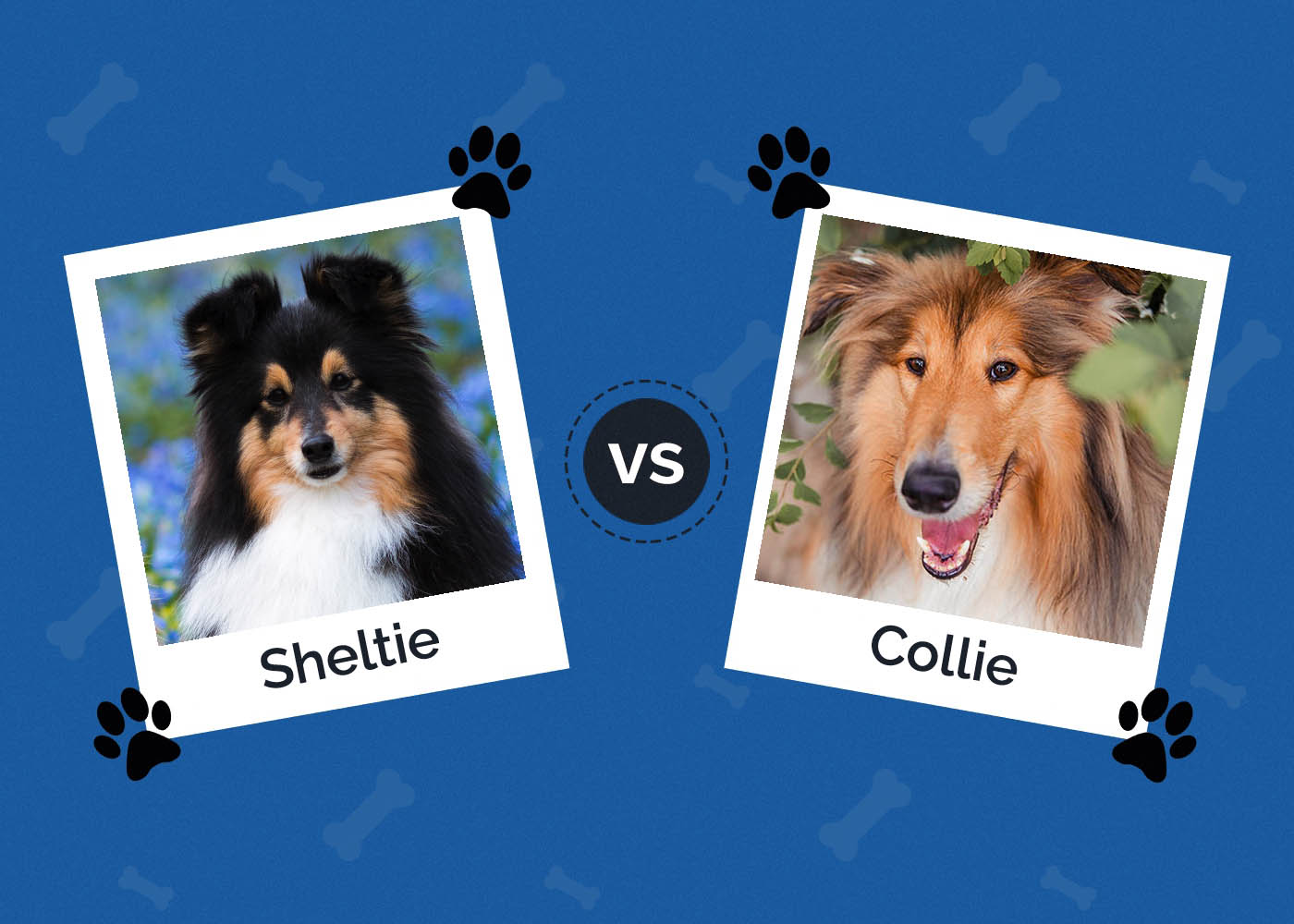 Sheltie vs Collie