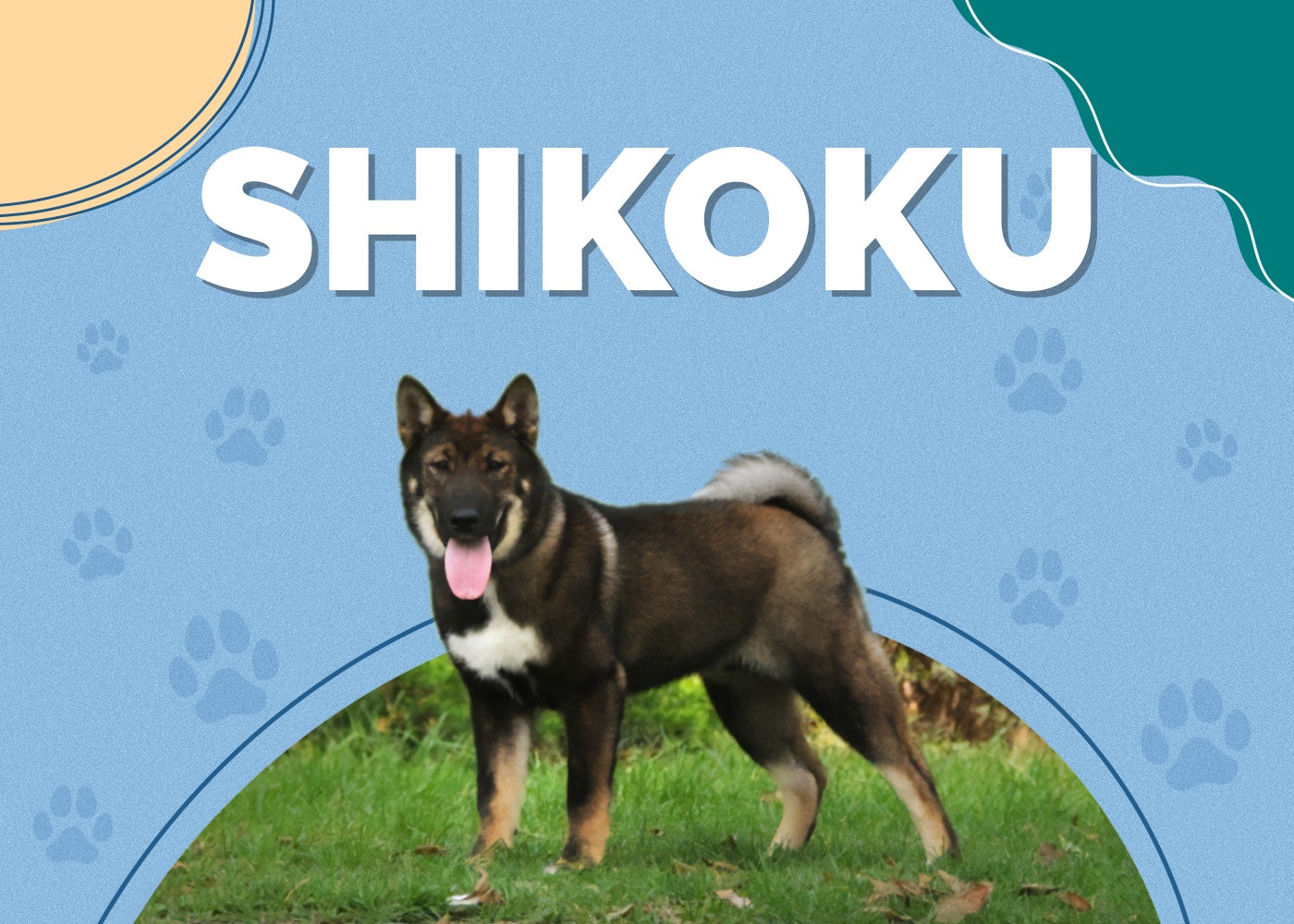 Shikoku Dog