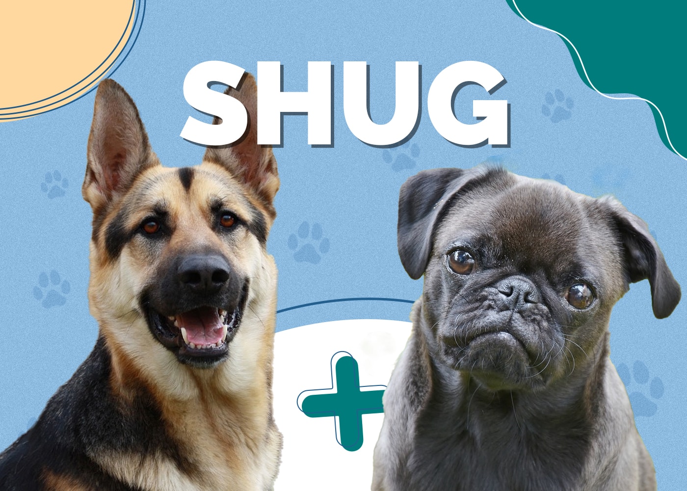 Shug (German Shepherd & Pug Mix)