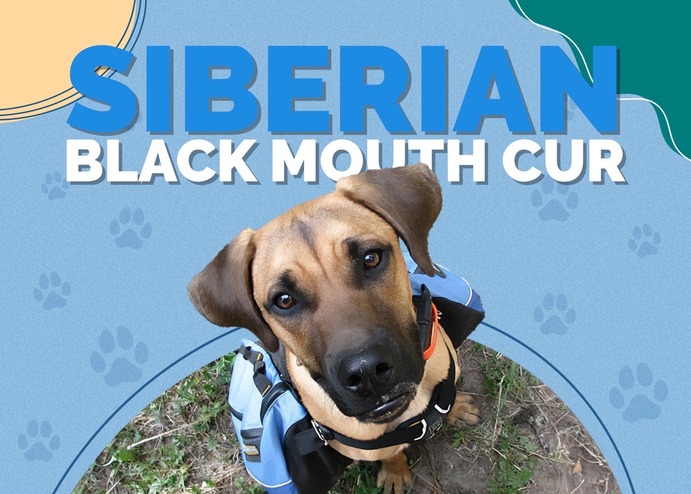 Siberian Black Mouth Cur (Siberian Husky & Black Mouth Cur Mix)