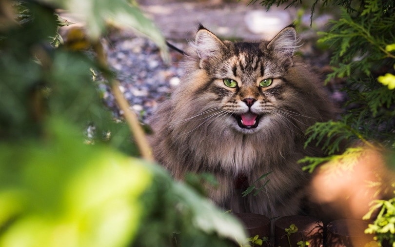 Siberian cat with open mouth