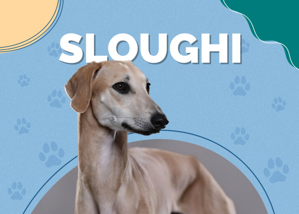 Sloughi