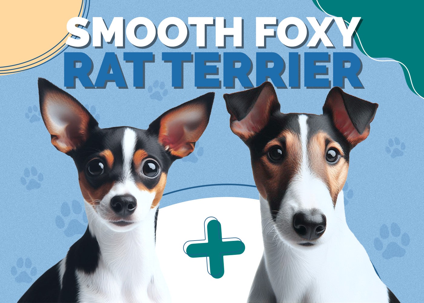 Smooth Fox Terrier & American Rat Terrier Mix