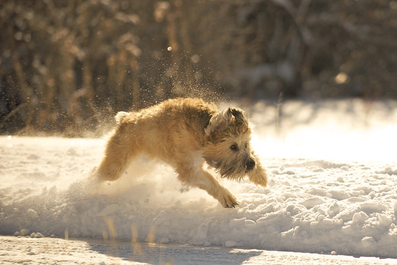 Soft Coated Wheaten Terrier having fun running and playing in the snow