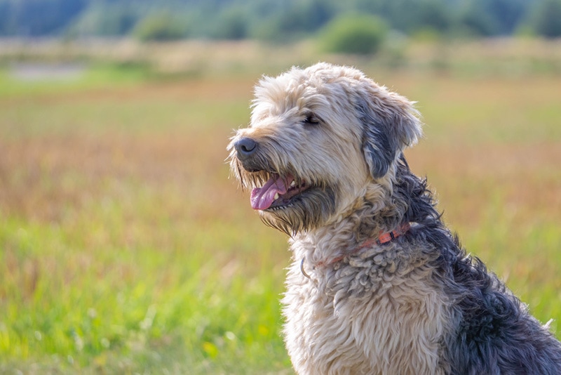 Soft-coated Wheaten Terrier close on blurred meadow background in summertime.