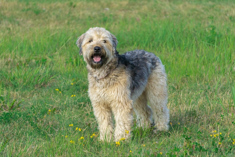 Soft-coated Wheaten Terrier standing and looking directly at camera