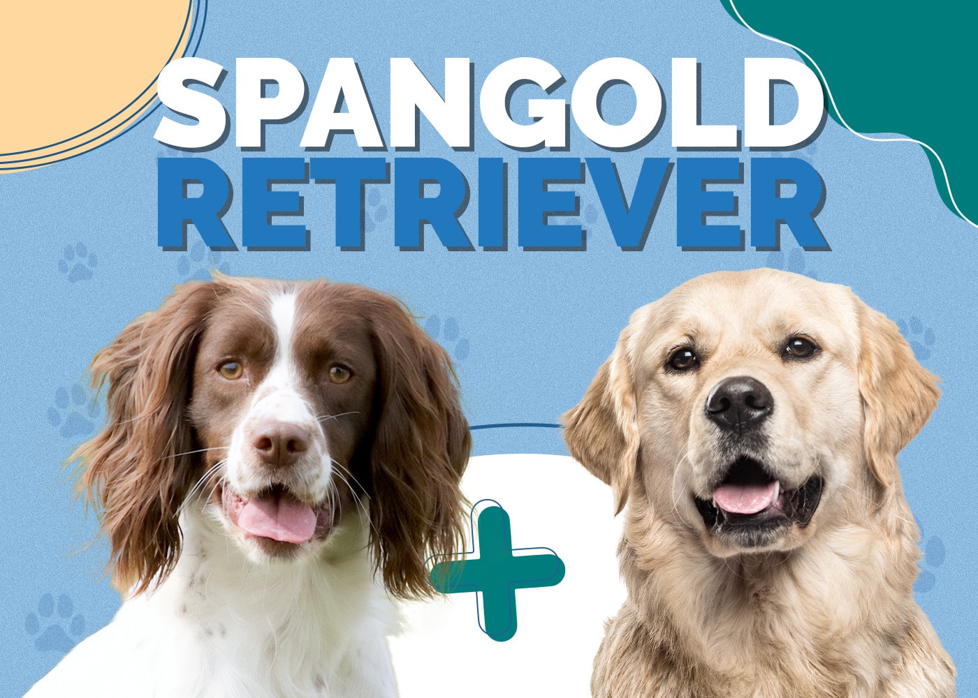 Spangold Retriever