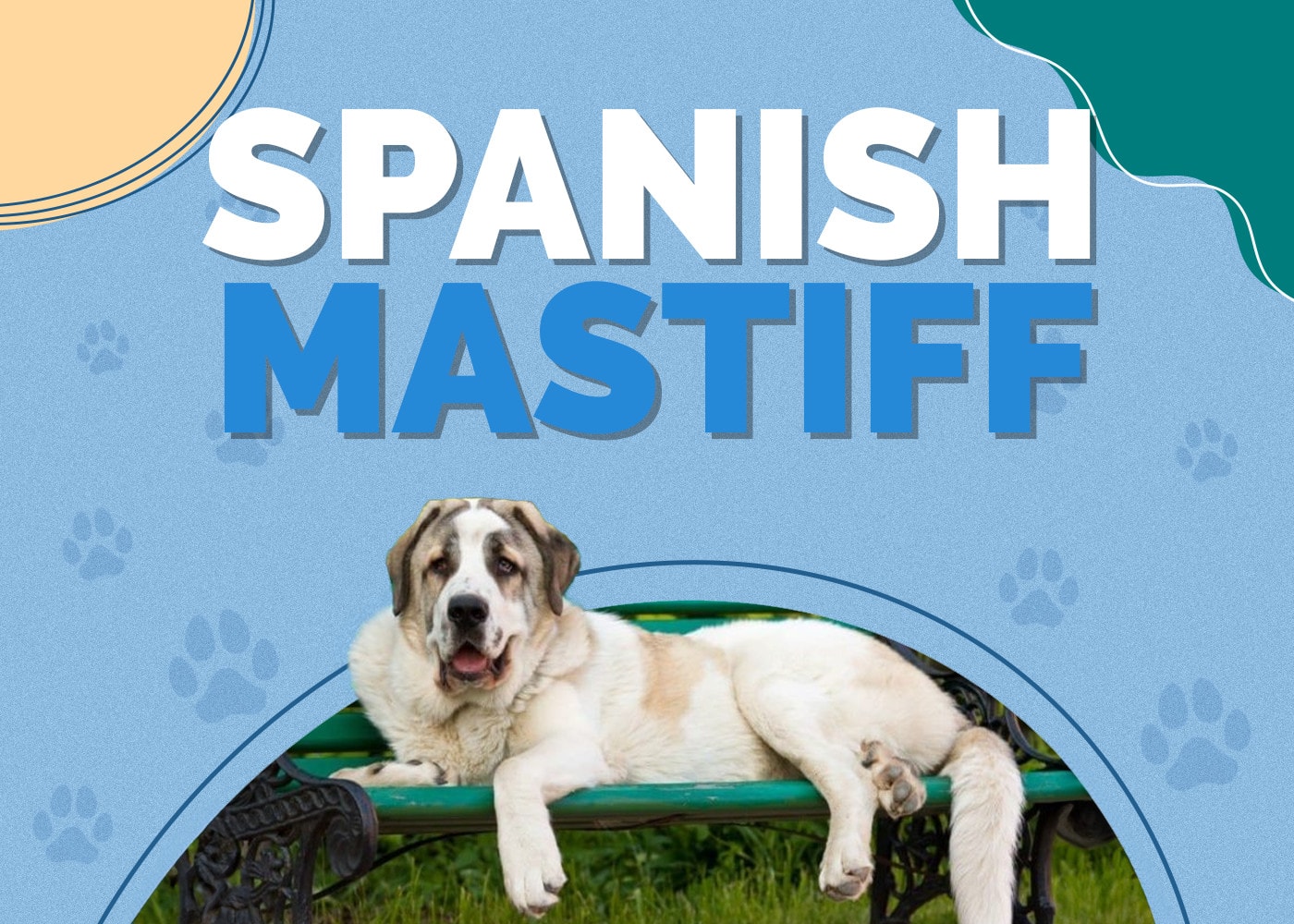 Spanish Mastiff Dog