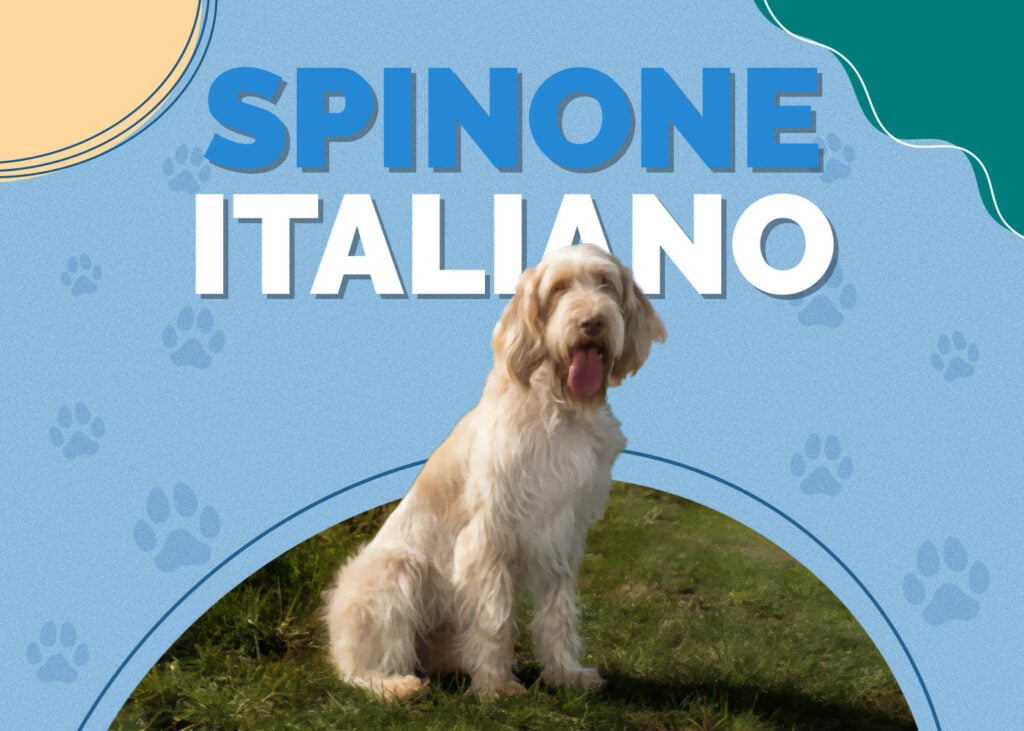 Spinone Italiano